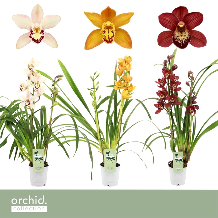 <h4>Cymbidium, Mix 2-spike 'Orchid Collection'</h4>