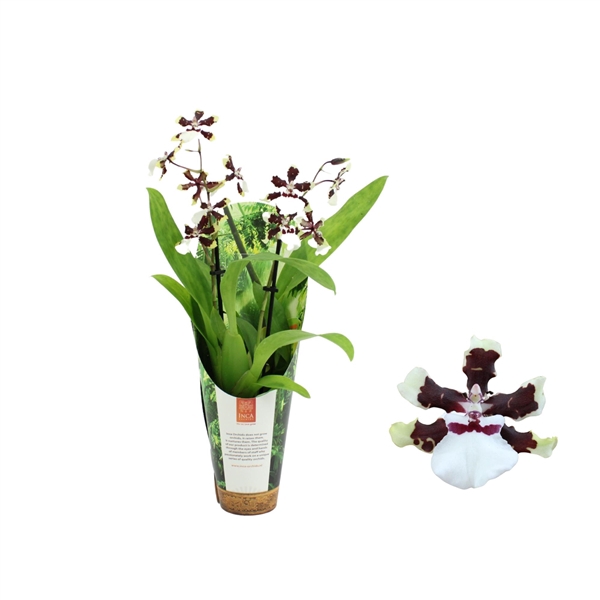 <h4>Inca Cambria Bounty 2 spike 9cm in luxury jungle cover</h4>