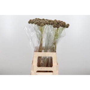 Scabiosa Stell Zaaddoos