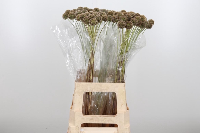 <h4>Scabiosa Stell Zaaddoos</h4>