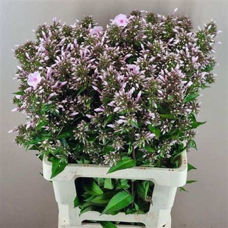 <h4>Phlox P Dia Sft Pink</h4>