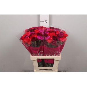 Di St Gemengd In Bos (redfire)