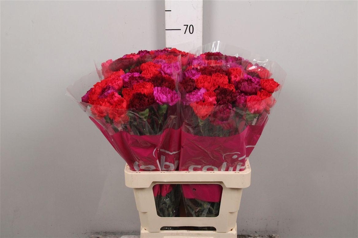 <h4>Di St Gemengd In Bos (redfire)</h4>