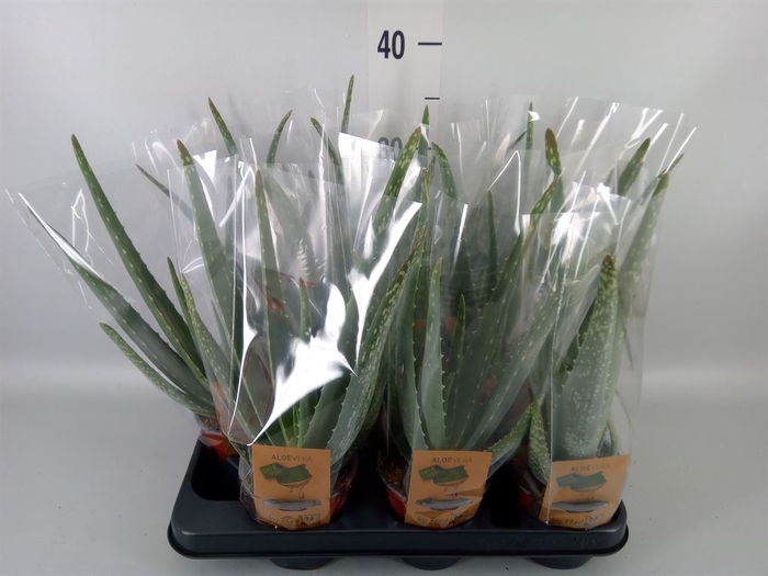 <h4>Aloe vera</h4>