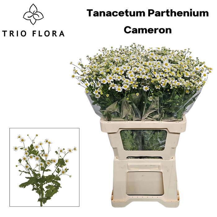 <h4>TANA PA CAMERON 996</h4>