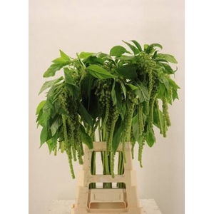 Amaranthus  Hang Cycloop Clover