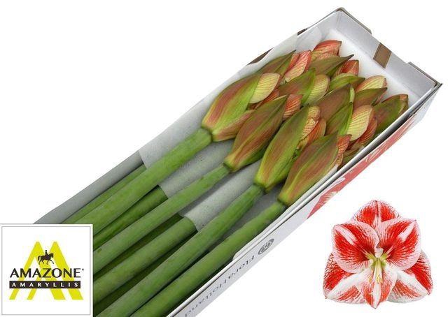 <h4>AMARYLLIS POPOV</h4>