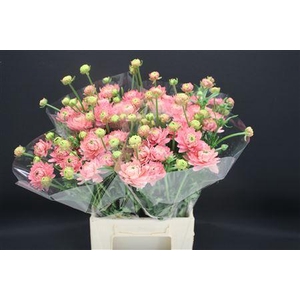 Ran Moderna Star Venus