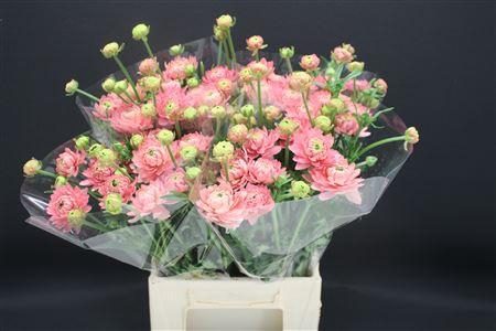 <h4>Ran Moderna Star Venus</h4>