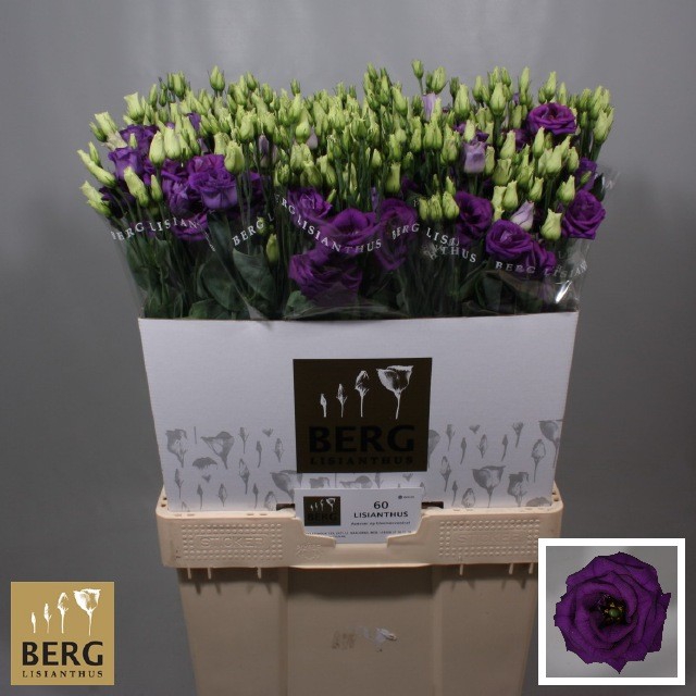 <h4>Lisianthus Rosita Blue</h4>