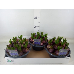 Hyacinthus orie. 'Blue Star'