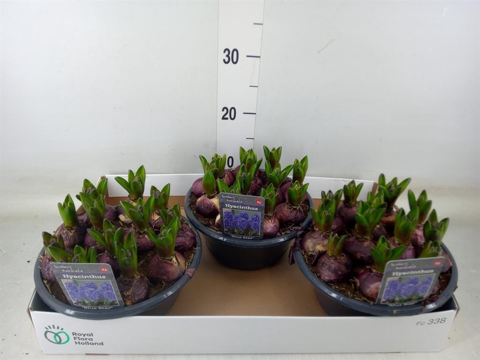 <h4>Hyacinthus orie. 'Blue Star'</h4>