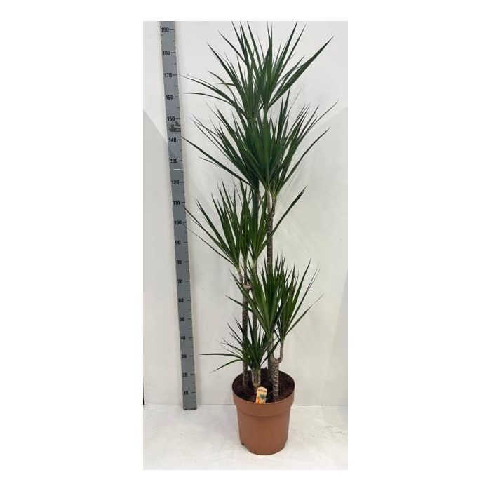 <h4>DRA MARGINATA</h4>