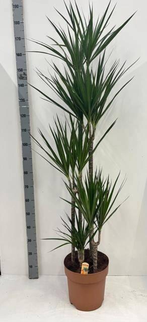 <h4>DRA MARGINATA</h4>