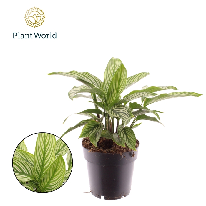 <h4>Calathea Vittata</h4>
