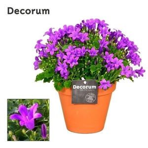 Campanula Porto LL Decorum Patio Pot TC