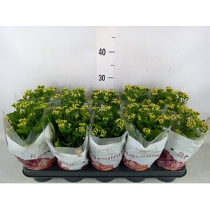 Kalanchoe blos. 'RosDon Nando'