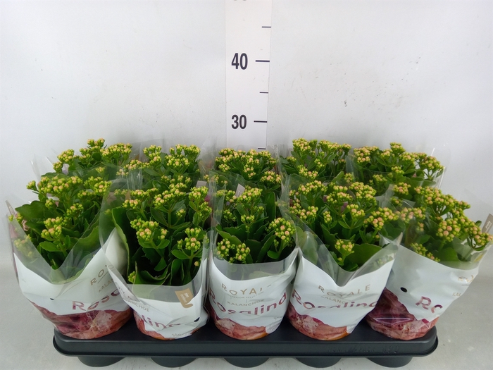 <h4>Kalanchoe blos. 'RosDon Nando'</h4>