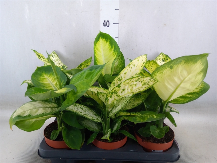 <h4>Dieffenbachia   ...mix</h4>