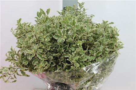 <h4>Pitto Nigra 150 Gram</h4>