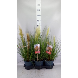 Cortaderia sell. 'Tiny Pampa'