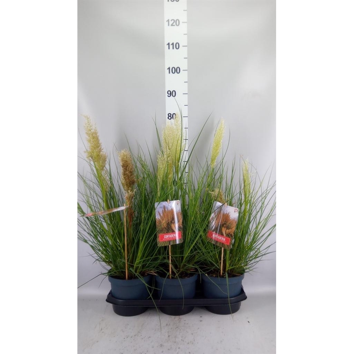 <h4>Cortaderia sell. 'Tiny Pampa'</h4>