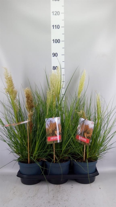 <h4>Cortaderia sell. 'Tiny Pampa'</h4>