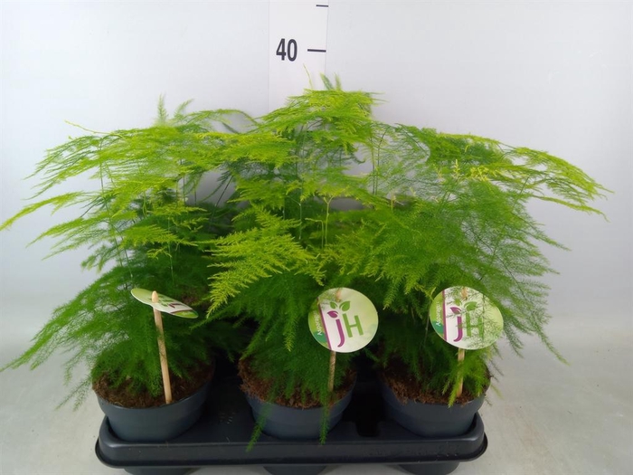 <h4>Asparagus setaceus</h4>