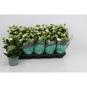 KAL GE PERFECTA WHIT