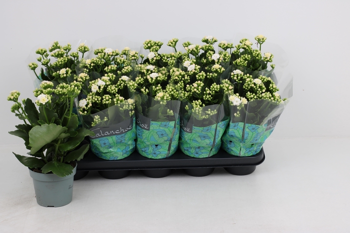 <h4>KAL GE PERFECTA WHIT</h4>