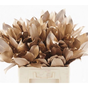 Magnolia Leafs Klb Champagne