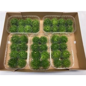 Sier Cucumis Egel Hol X5