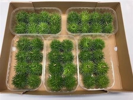 <h4>Sier Cucumis Egel Hol X5</h4>