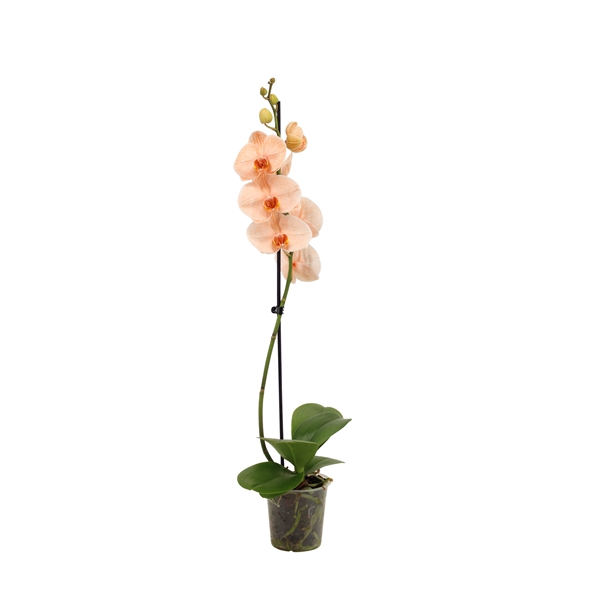 <h4>Phal I Am Orange 1T9+ (24 uur levertijd)</h4>