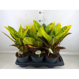 Codiaeum var. GR 'Petra'