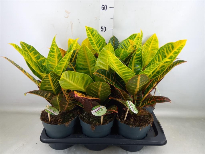<h4>Codiaeum var. GR 'Petra'</h4>