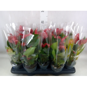 Anthurium  'Banderola Lava'