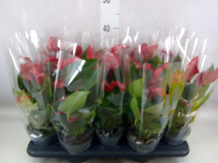 <h4>Anthurium  'Banderola Lava'</h4>
