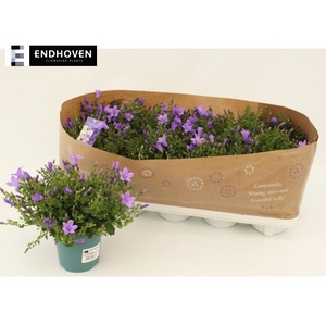 CAMP PORTENSCHLAGIAN