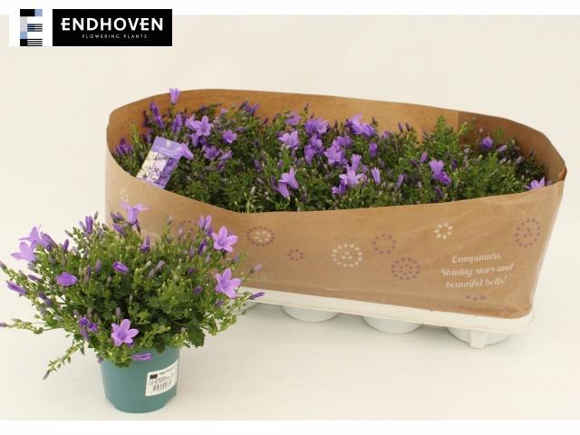 <h4>CAMP PORTENSCHLAGIAN</h4>