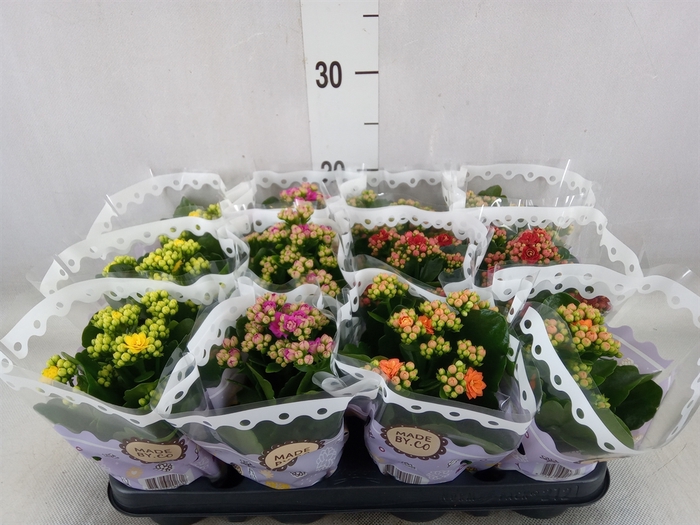 <h4>Kalanchoe blos.   ..rosebud mix  5</h4>