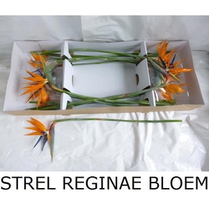 STREL REGINAE BLOEM