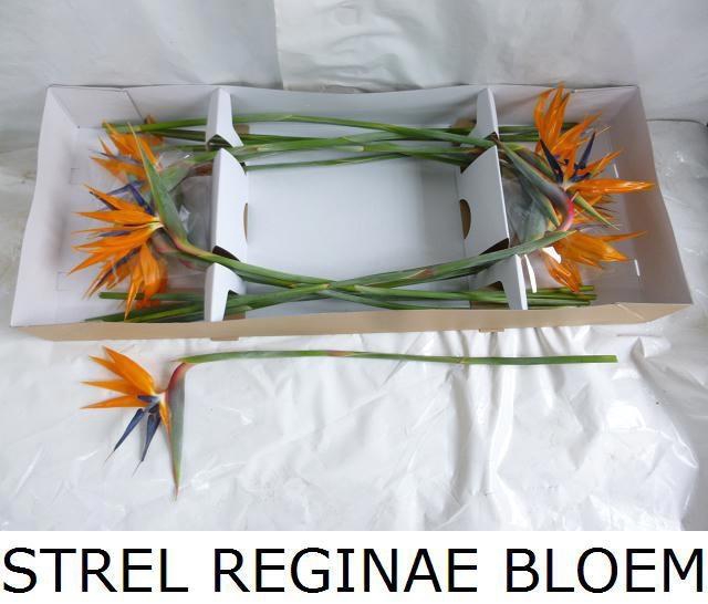 <h4>STREL REGINAE BLOEM</h4>