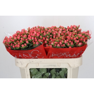 HYP SWEET ROMANCE