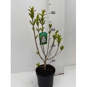 SYRI VIL AGNES SMITH