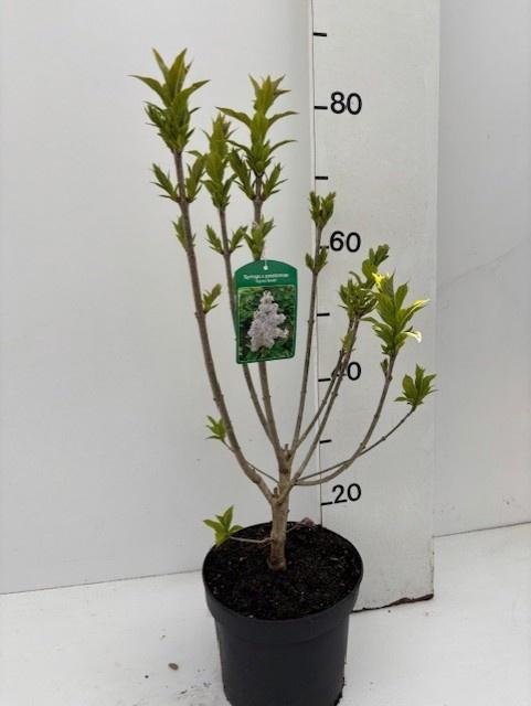 <h4>SYRI VIL AGNES SMITH</h4>