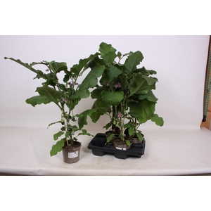 AUBERGINE PLANTEN