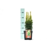 Taxus baccata 'David' P17