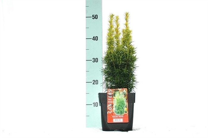 Taxus baccata 'David' P17