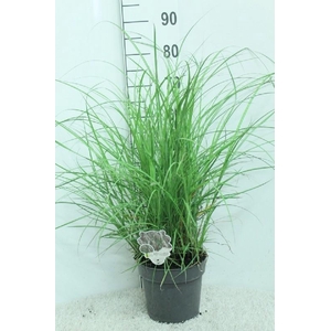 Miscanthus sinensis 'Red Chief'